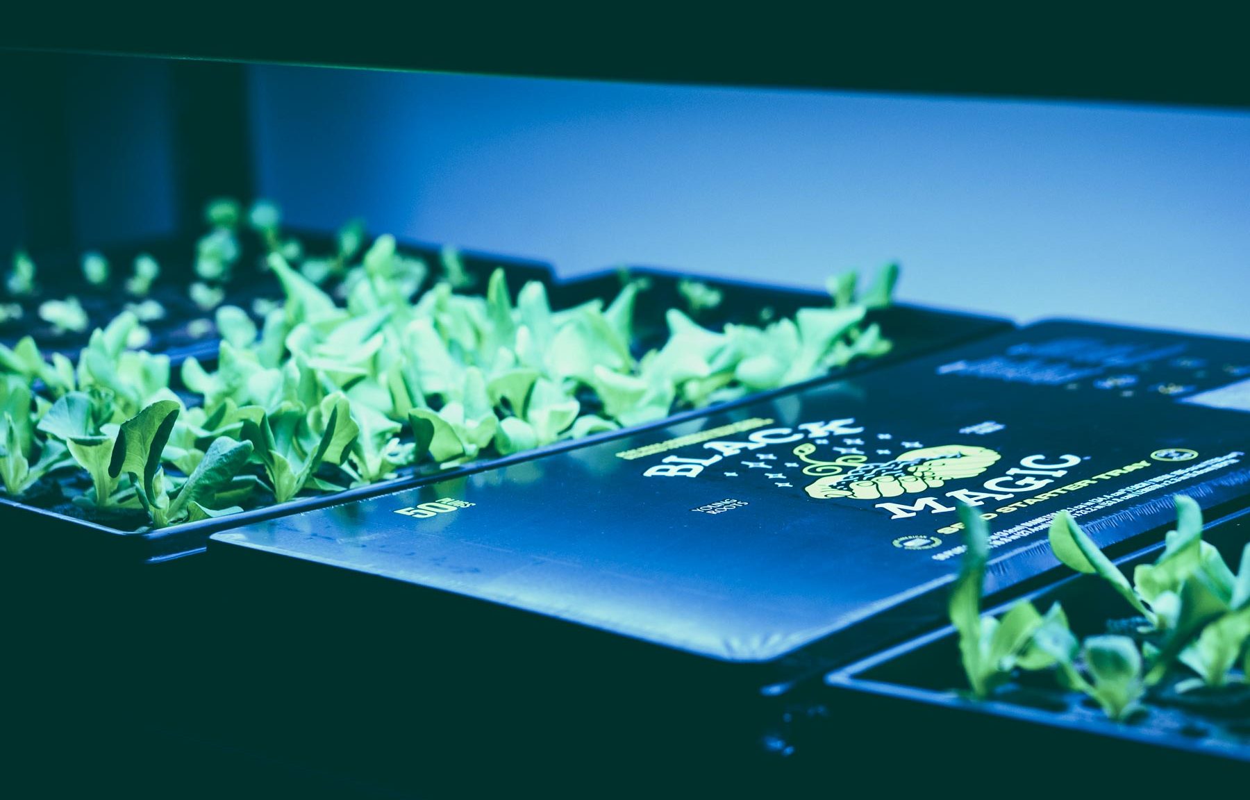 20160208_BM-SeedStartingTray_3294-1600